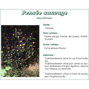 Vitaflor Pensee Sauv Plante 50 G 1