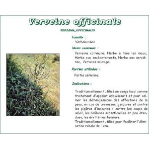 Phibio Verveine Tis Dos 20