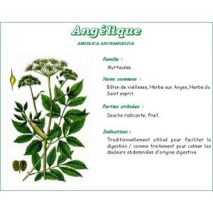 Vitaflor Angelique Racines Plante Bt 100 G 1