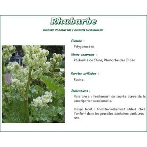 Iphym Rhubarbe De Chine Poudre 250 G