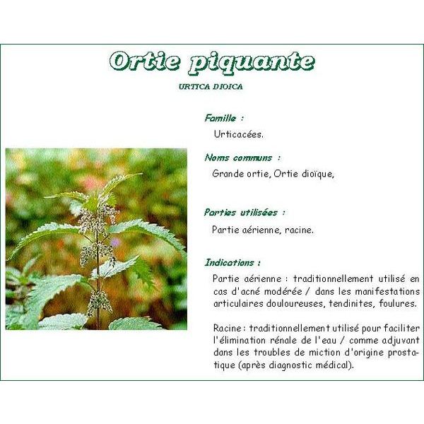 Ortie feuilles coupée tisane | Urtica dioica