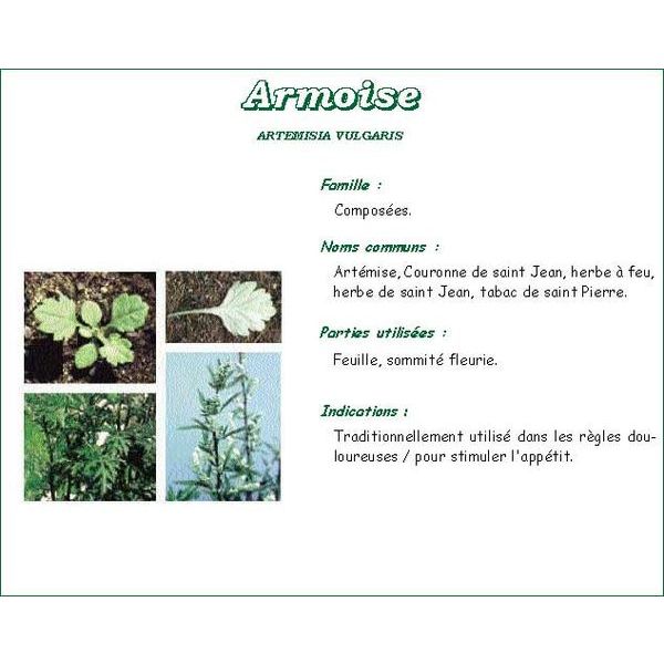 Iphym Armoise Feuille Coupe Tamise Plante 250 G 1