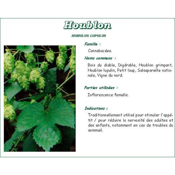 Iphym Houblon Cone Tisane Sachet 50 G 1